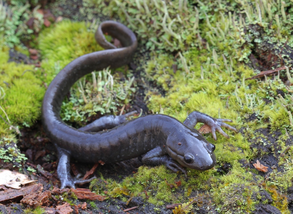 Jefferson's Salamander